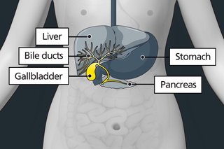 Diagram of a body highlighting the gallbladder as a small organ under the liver.