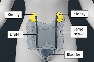Diagram of a body highlighting the 2 kidneys, which are just below the ribs on either side of the spine.